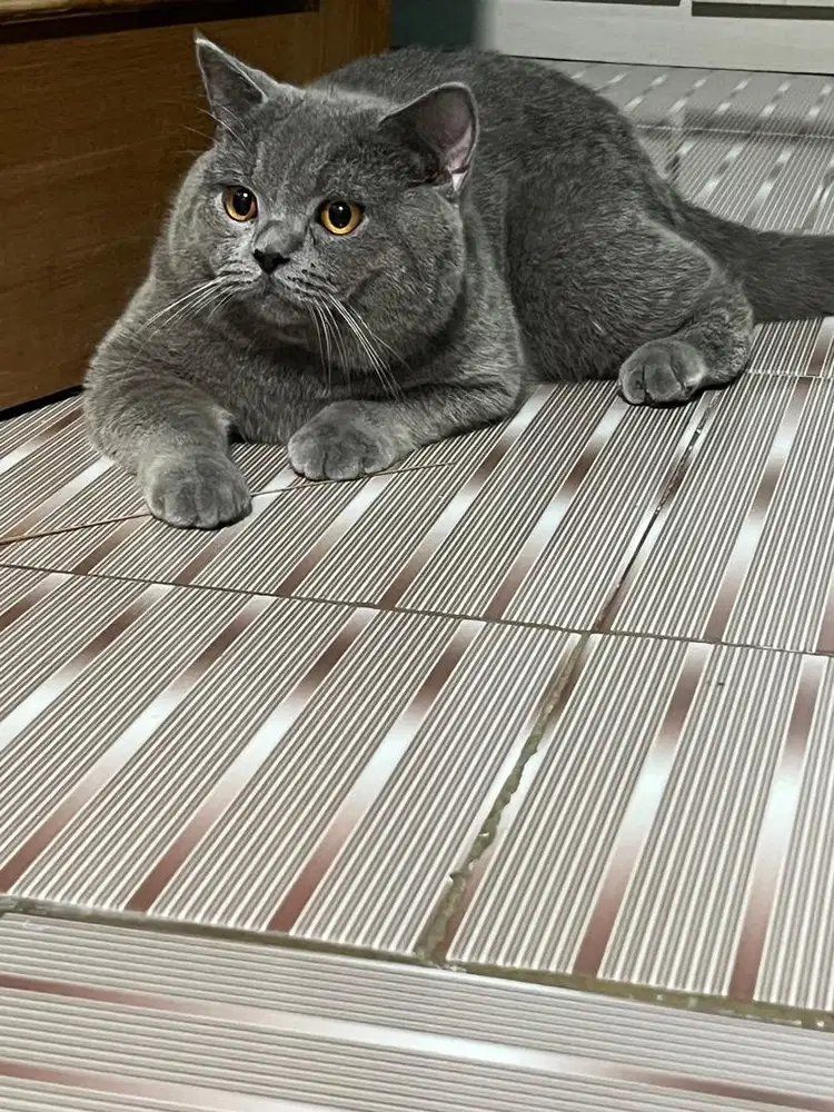 British shorthair