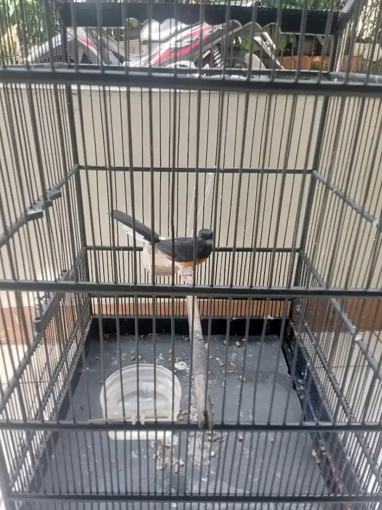 Murai betina siap d jodohkan, fullset 600 nego bensin