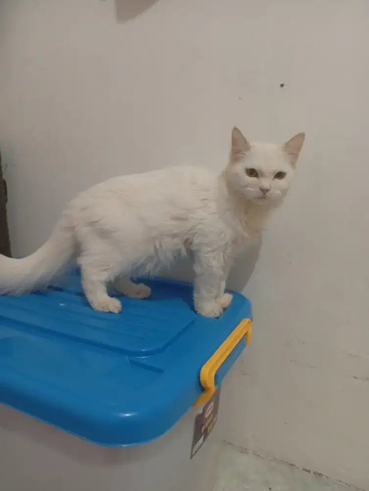 Open adopsi kucing Persia medium putih lucu jinak betina