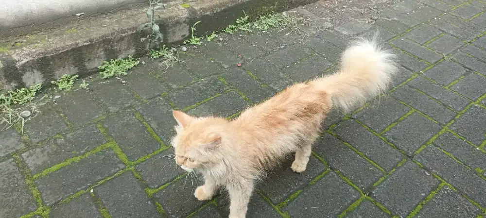 Kucing Persia medium betina