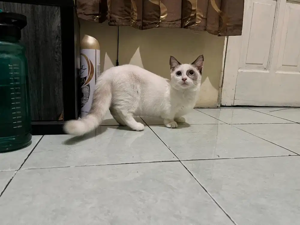 Kucing cebol munchkin betina