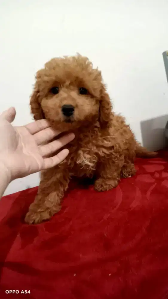 JUAL MALTIPOO MURAH