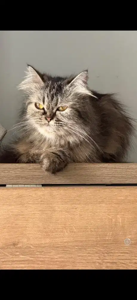 Kucing Dicari (Vicky)