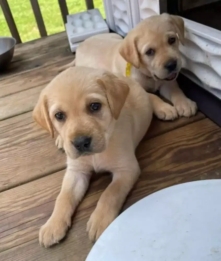 DIJUAL ANAK ANJING LABRADOR