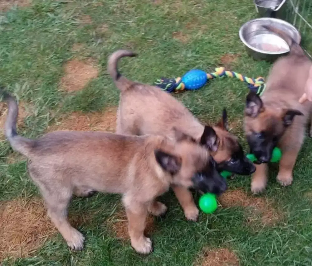 DIJUAL ANAK ANJING BELGIAN MALINOIS