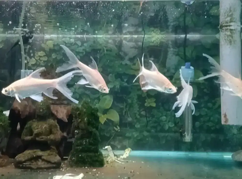 Kaviat slayer 8 ekor uk 12-15cm