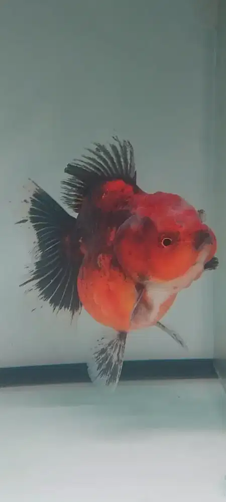 Koki oranda ost 13cm