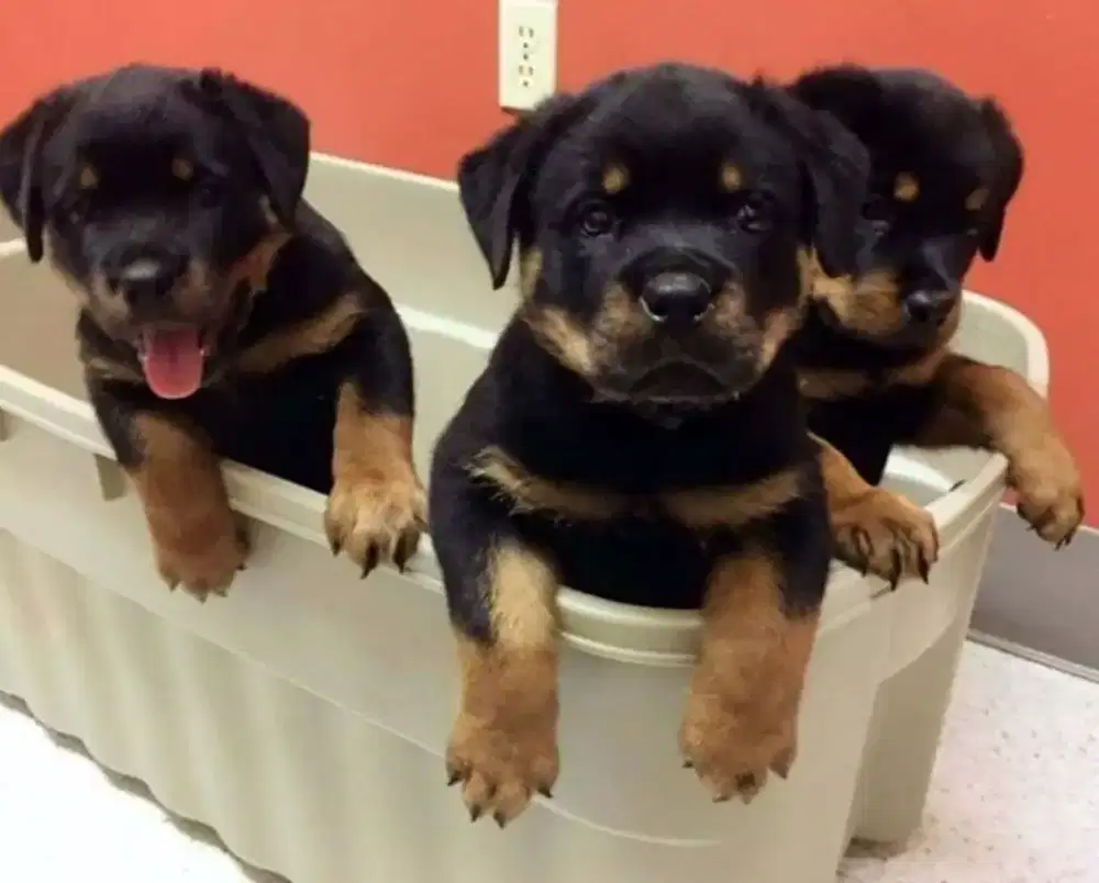 DIJUAL ANAK ANJING ROTTWEILER