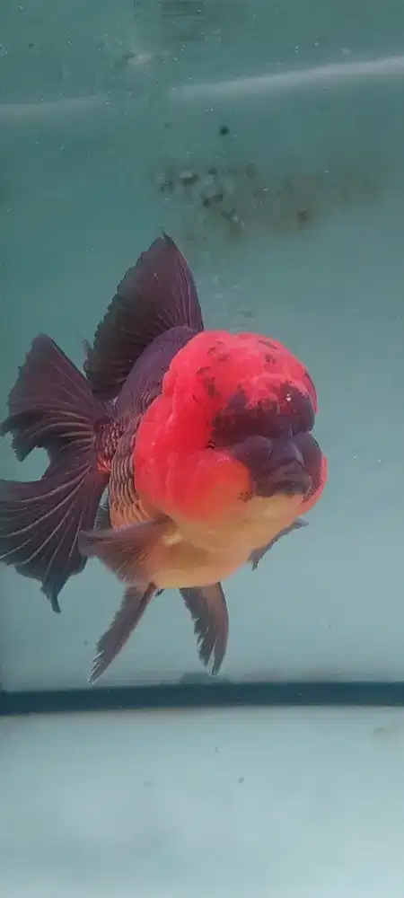 Ikan oranda tancho 13cm jantan