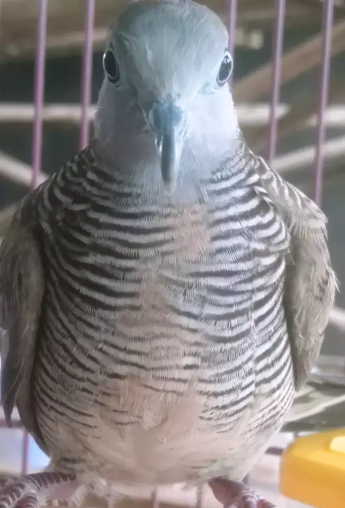 Perkutut udan mas kalung tepuk