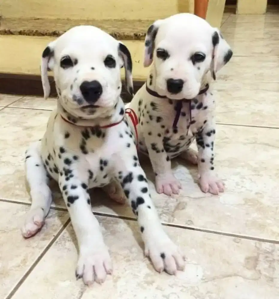 DIJUAL ANAK ANJING DALMATION
