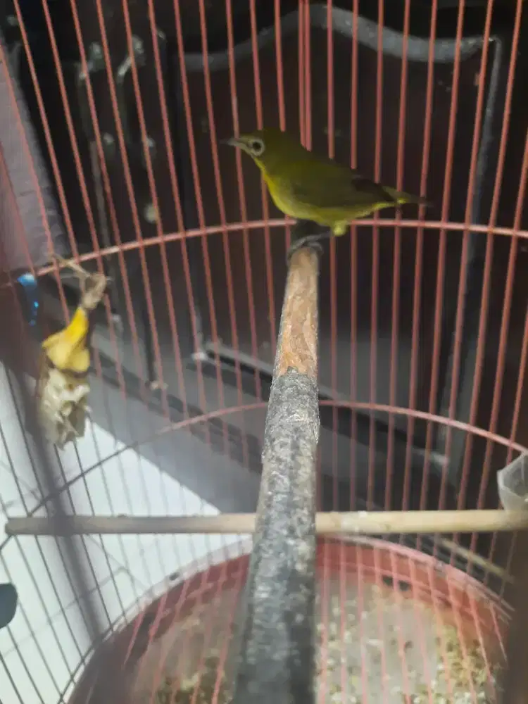 Pleci dakun sulawesi rajin ngalas dan wiksar..