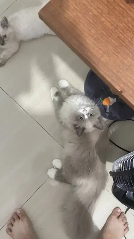 RAGDOLL BETINA 8 BULAN MIXDOLL