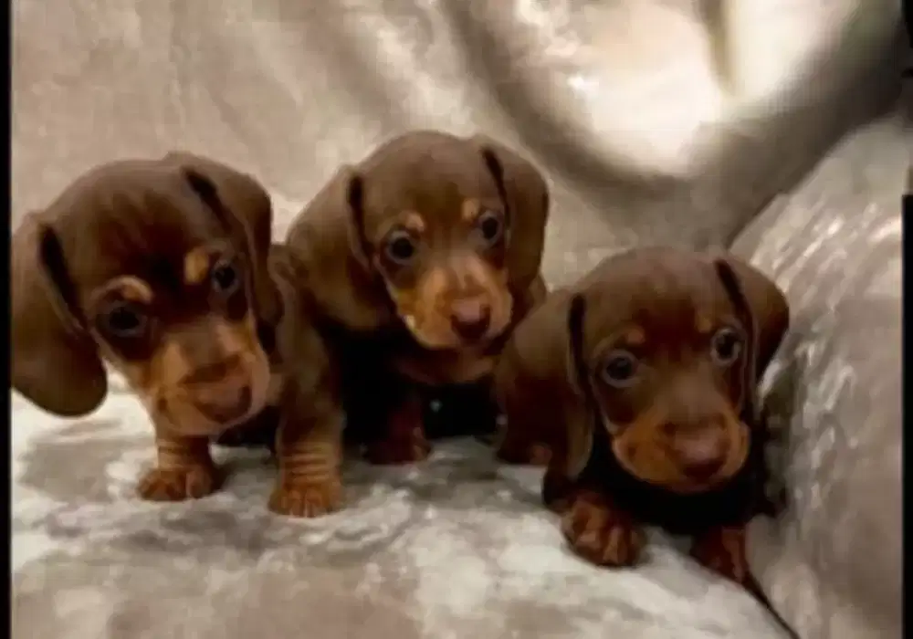DIJUAL ANAK ANJING TEKEL/DACHSHUND