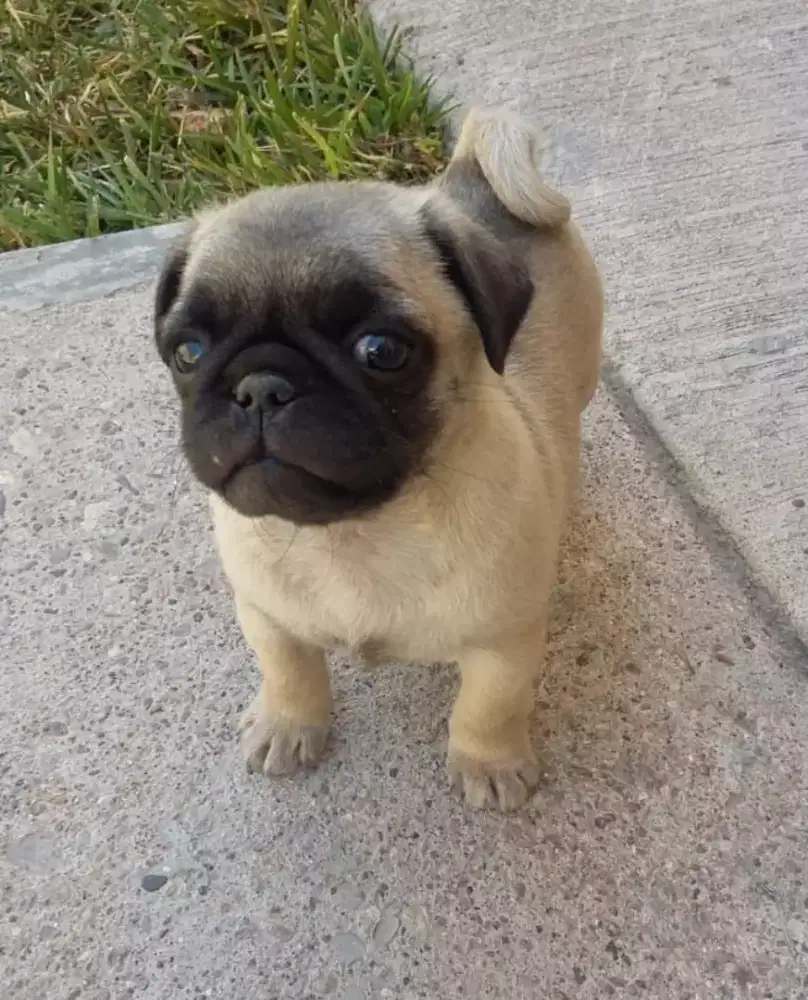 DIJUAL ANAK ANJING PUG