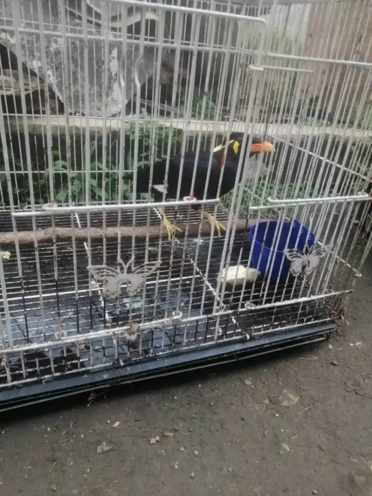 Burung veo jinak dan pintar