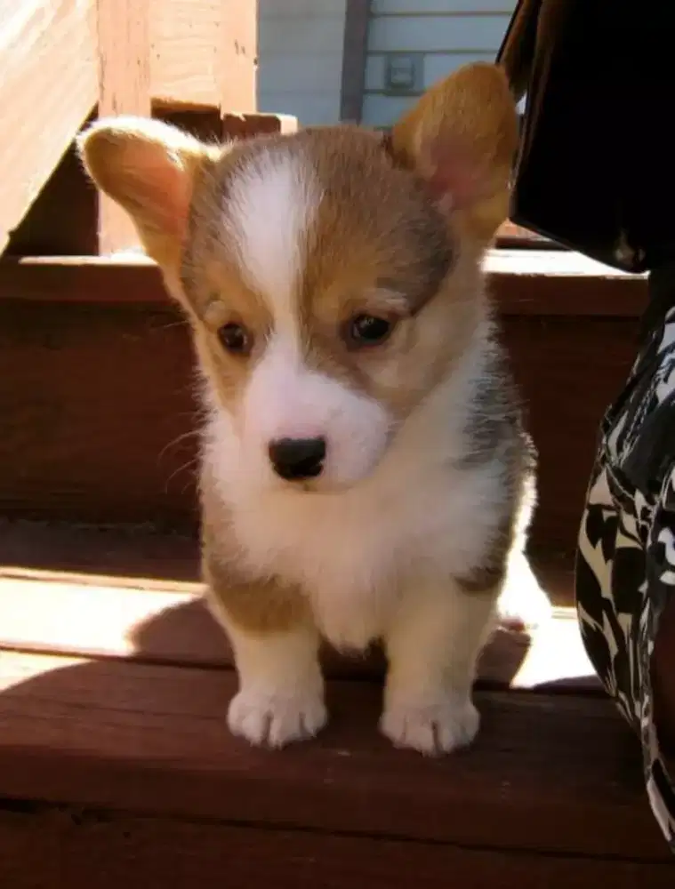 DIJUAL ANAK ANJING CORGI