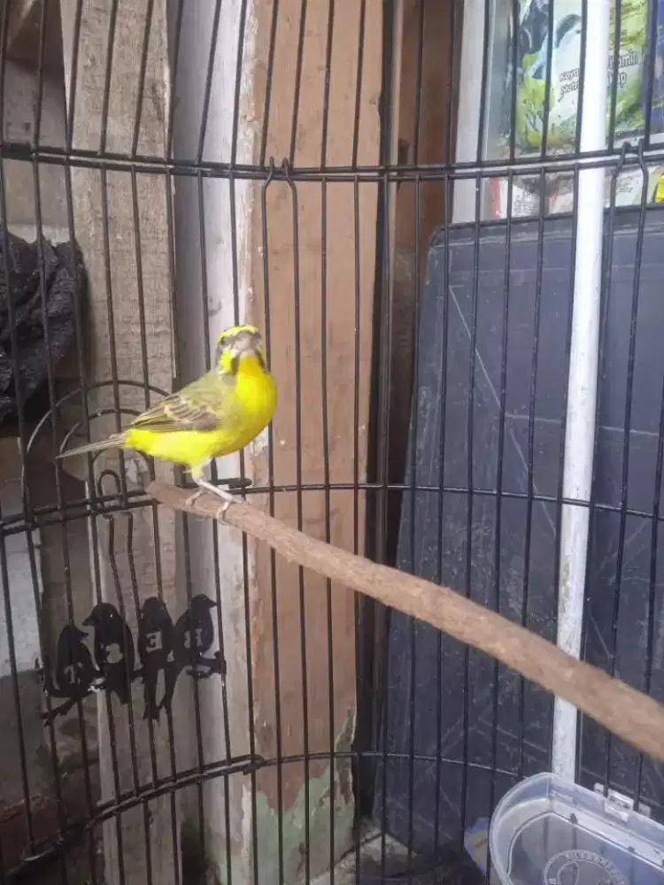 Burung mozambik jantan gacor ngerol