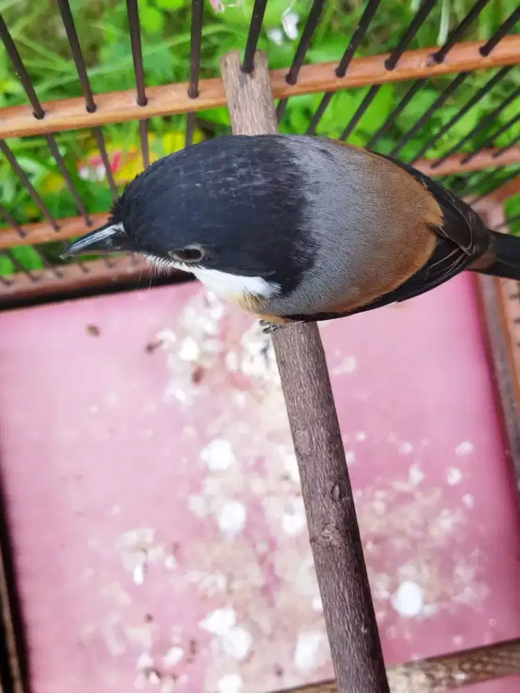 Cendet madura pastol gacor