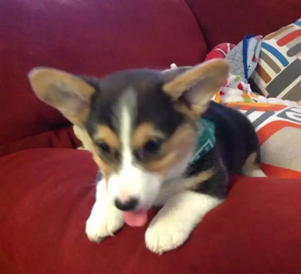 DIJUAL ANAK ANJING CORGI