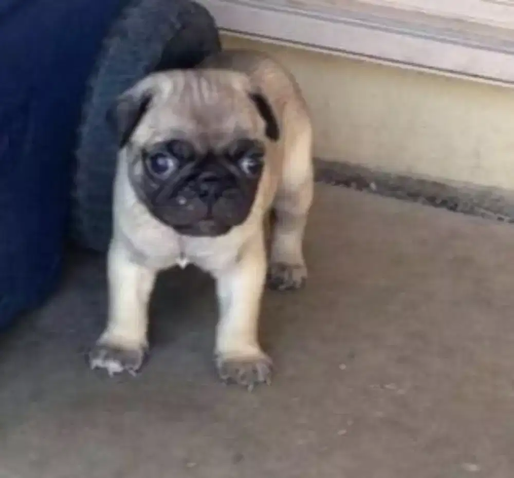 DIJUAL ANAK ANJING PUG