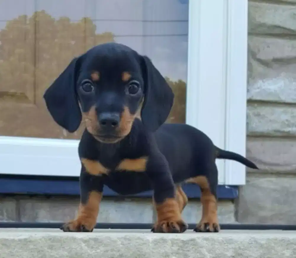 DIJUAL ANAK ANJING TEKEL/DACHSHUND