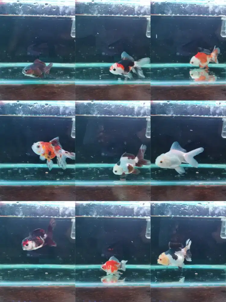 Ikan Hias Mas Koki Paket