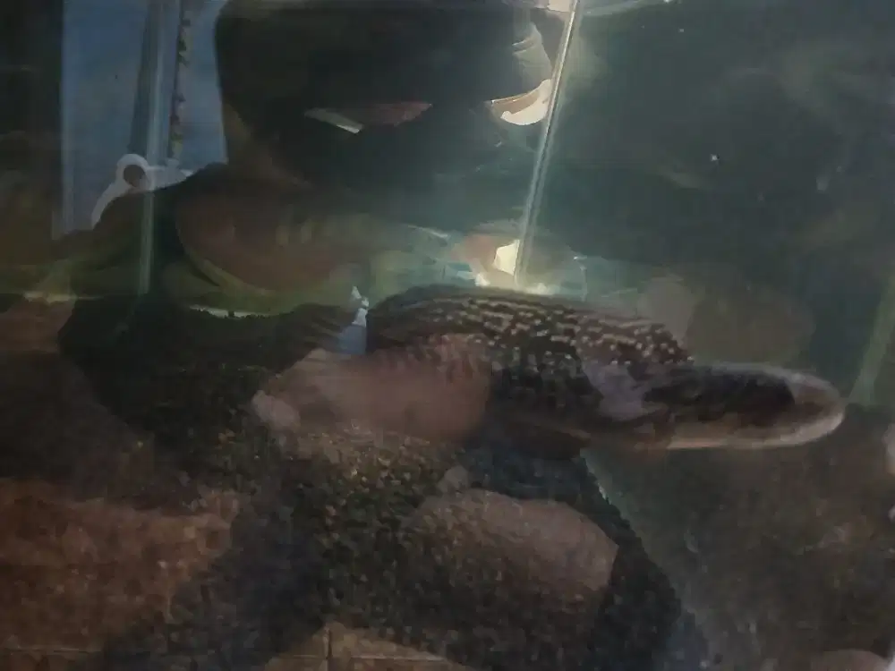 jual ikan chana asiatica super form