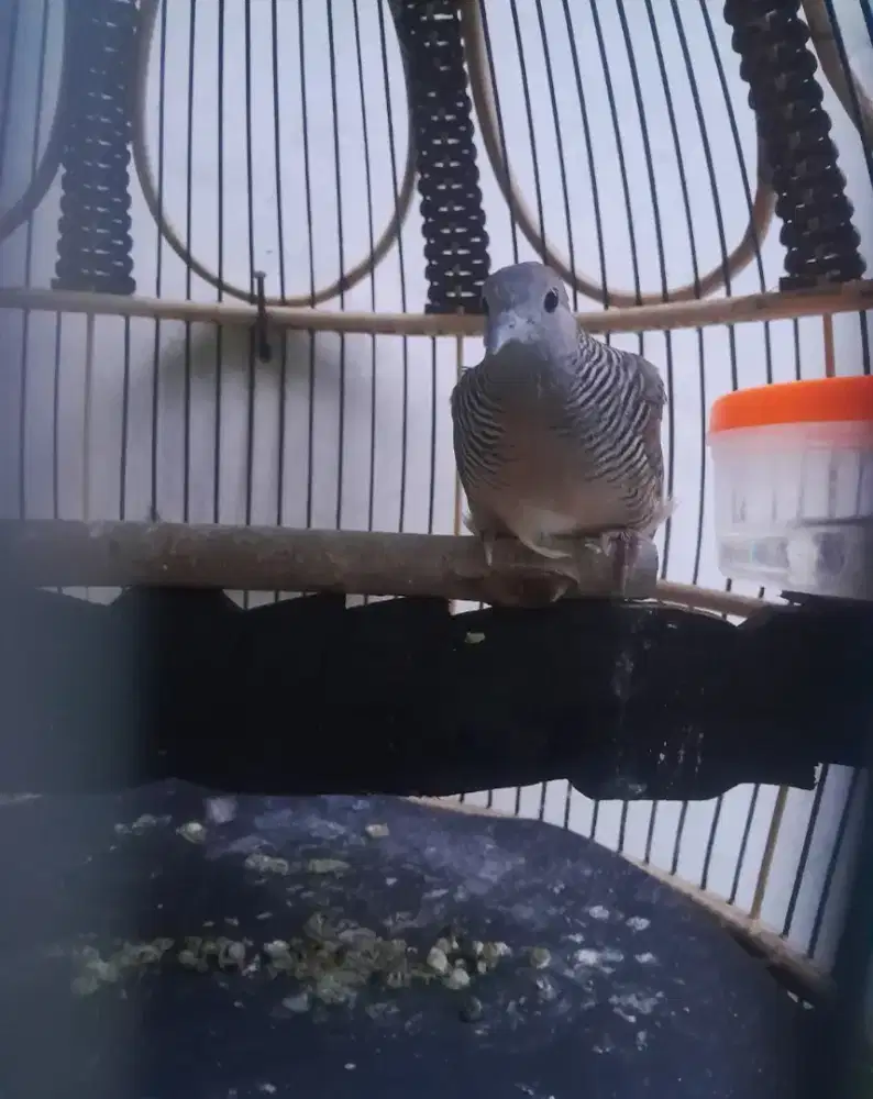 Perkutut lokal jinak rawatan lama