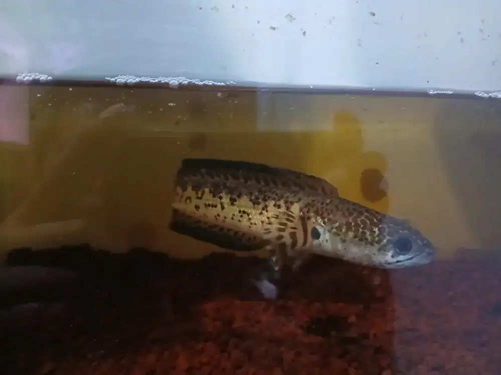 jual ikan chana auranti josss