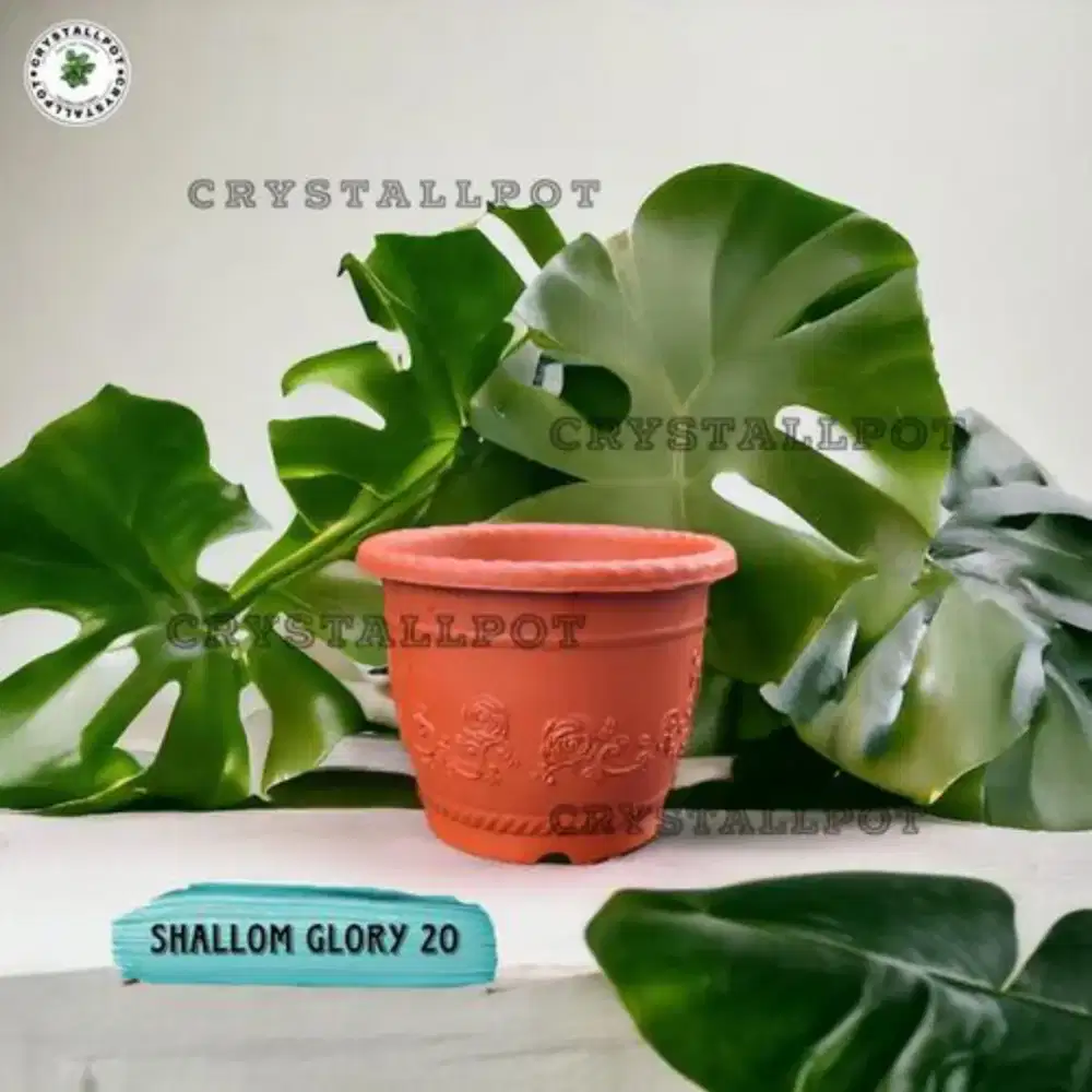 Pot Bunga shalom glory diameter 20cm