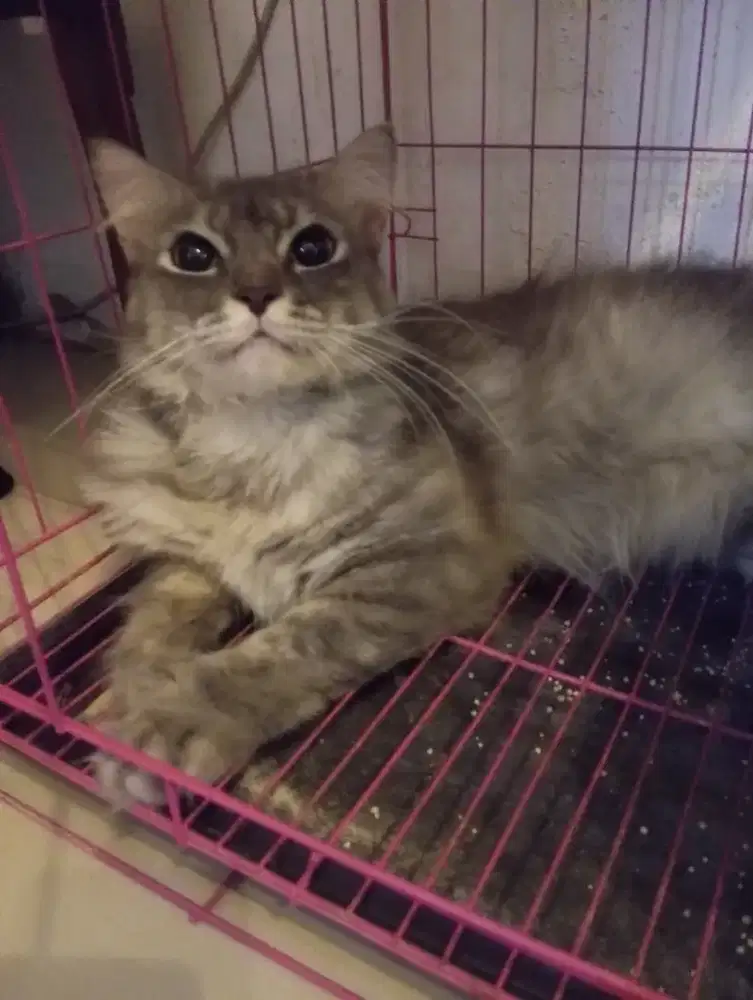 Kucing mainecoon mix jantan