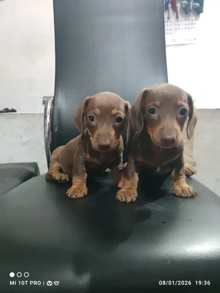 Open adopt anakan Anjing tekel / daschund