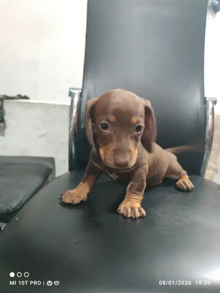 Open adopt anakan Anjing tekel / daschund JANTAN