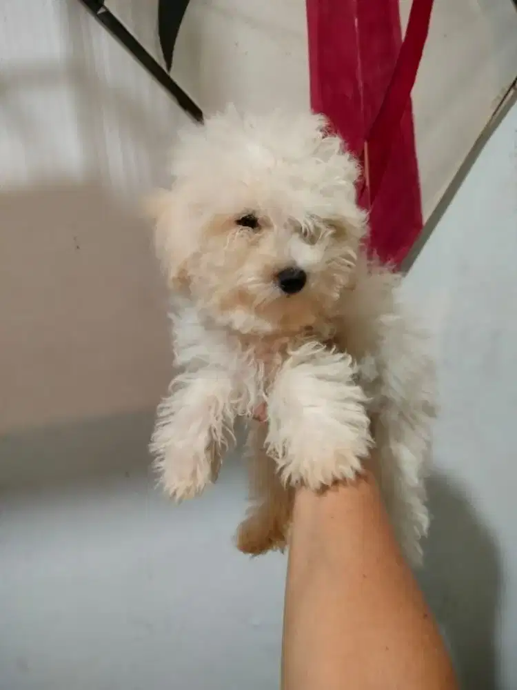 White Toy Poodle