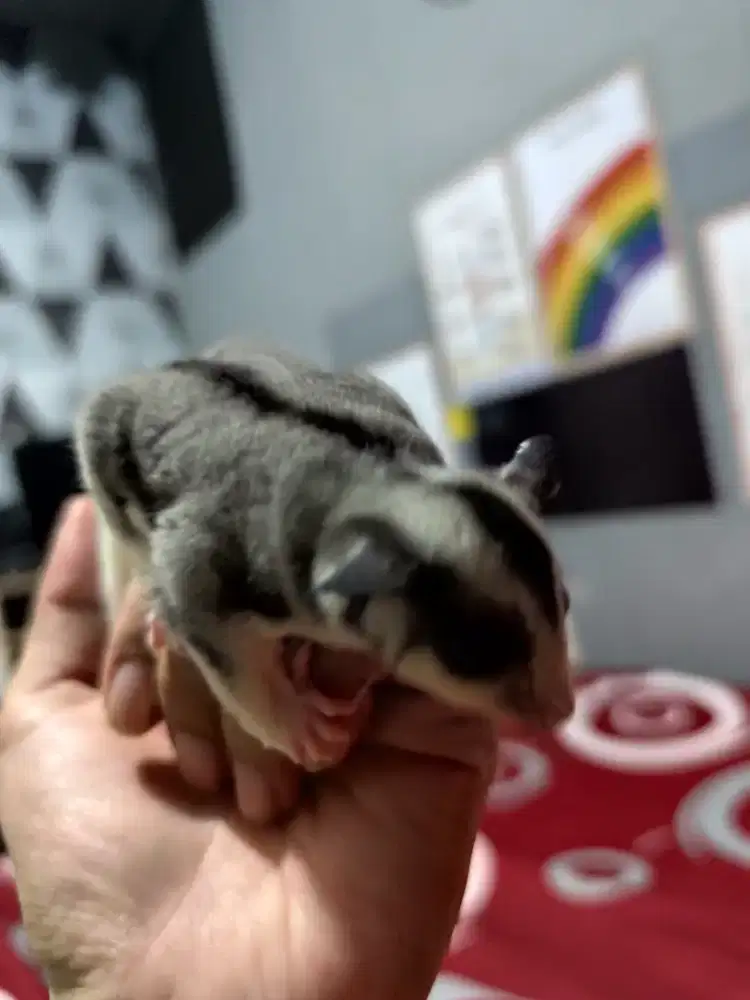 SUGAR GLIDER JUAL BORONGAN BISA SATUAN