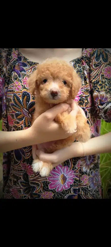 Anjing poddle apricot