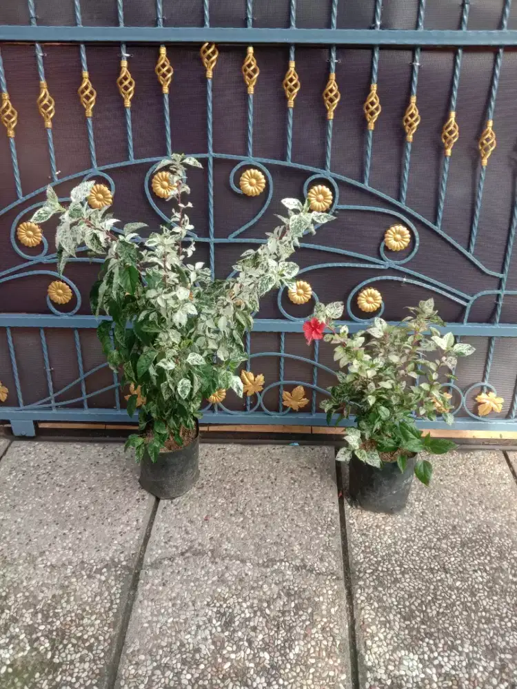 Bunga Kembang Sepatu Varigata Rajin Berbunga