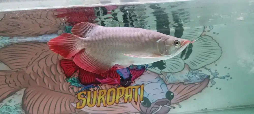 Arwana super red sb