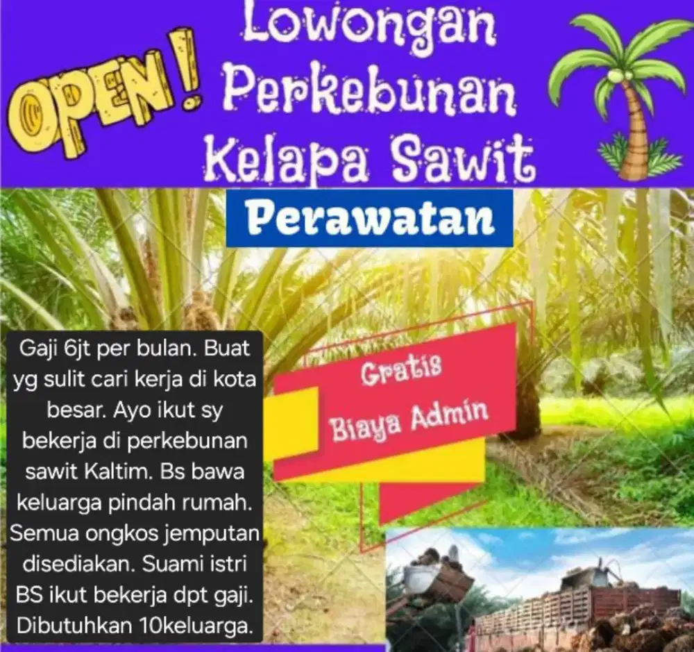 Lowongan perkebunan kelapa sawit