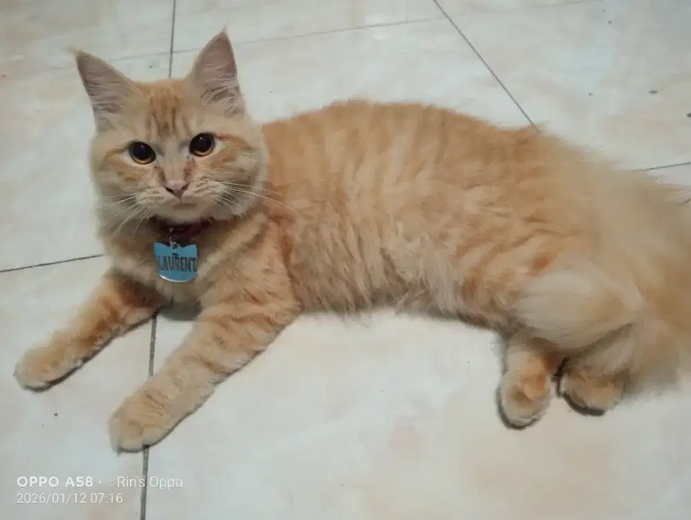 Lepas adop kucing persia