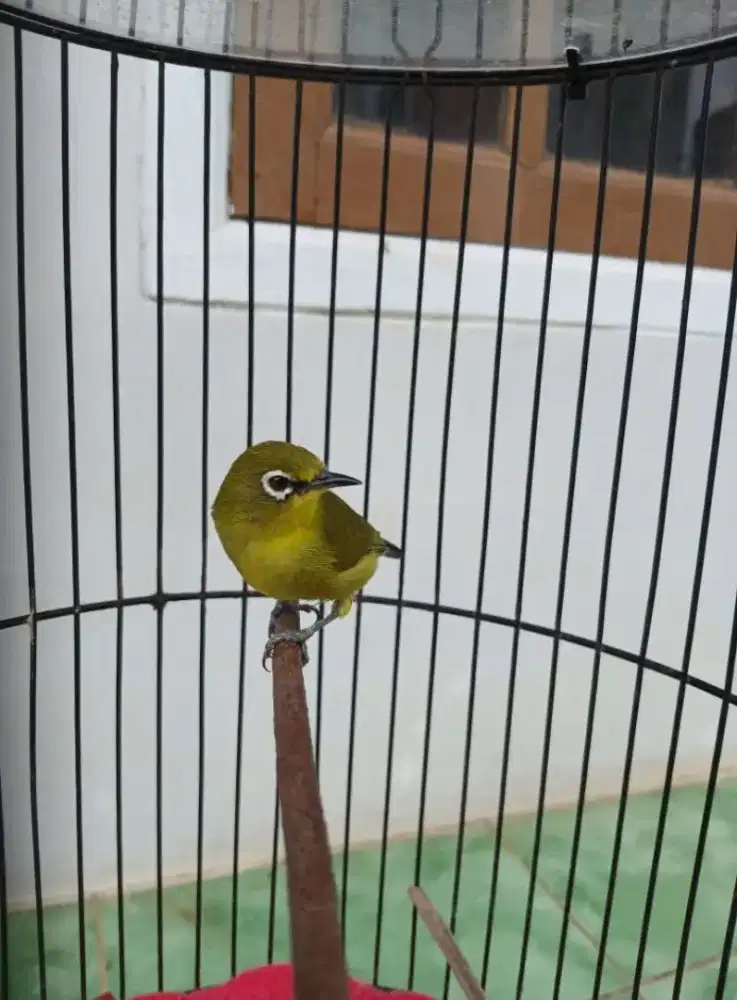 Burung Kacamata Pleci