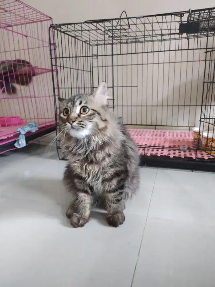 Kucing kitten jantan marble