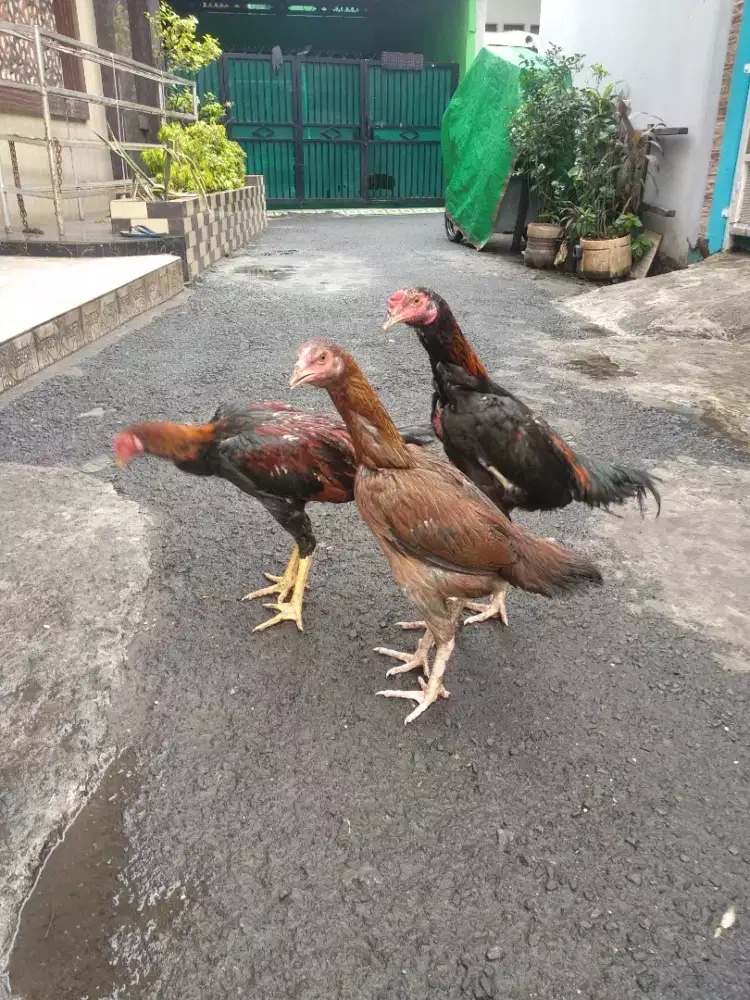 Ayam Bangkok borong