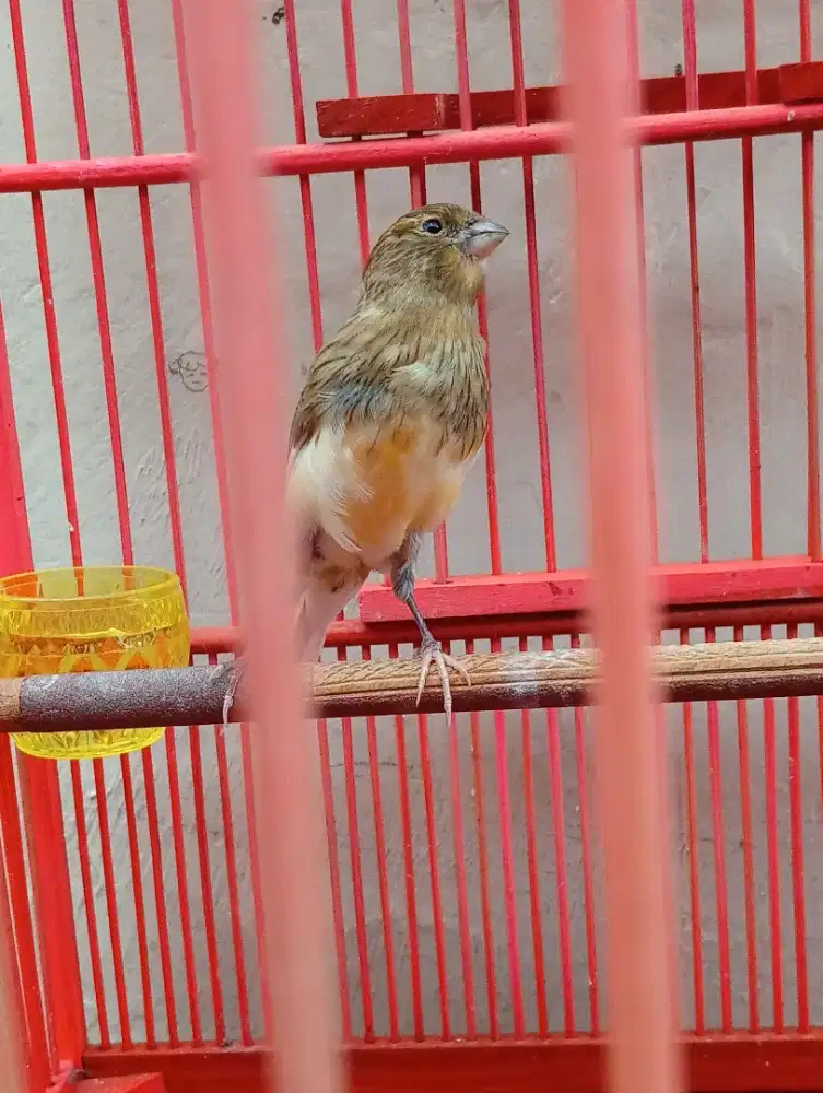 Kenari f1 paud jantan