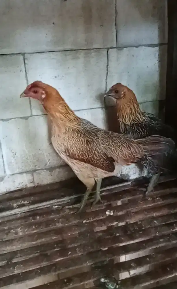 Ayam kampung umbaran asli