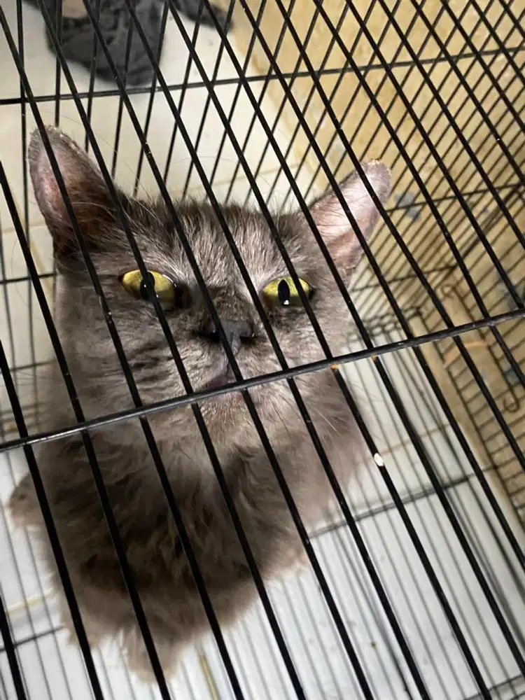 LA kucing non peridge warna abu