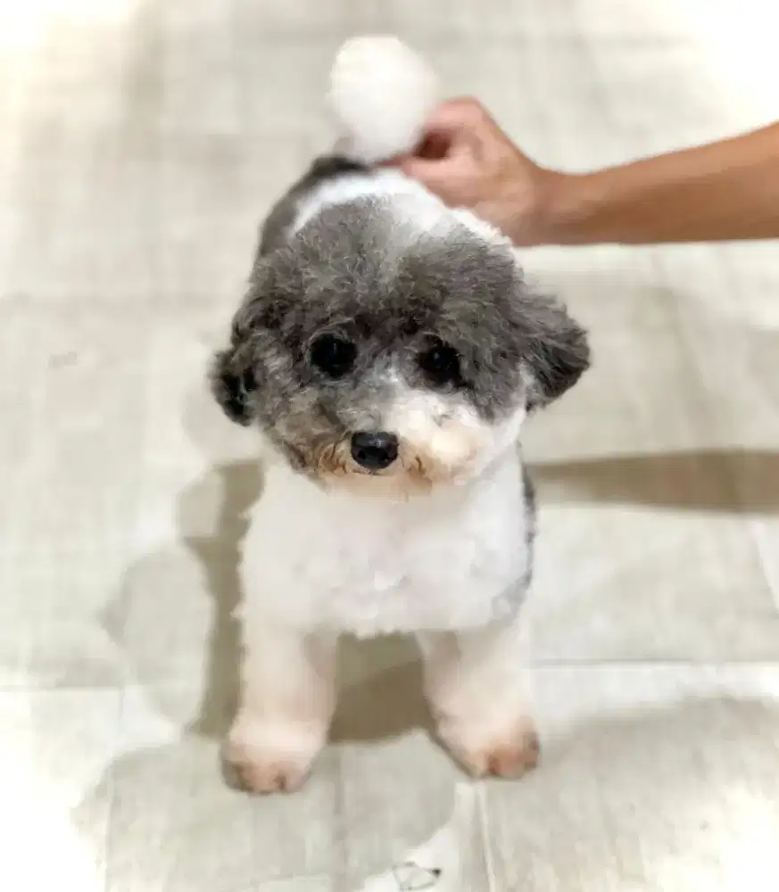 Poodle toy Parti cakep