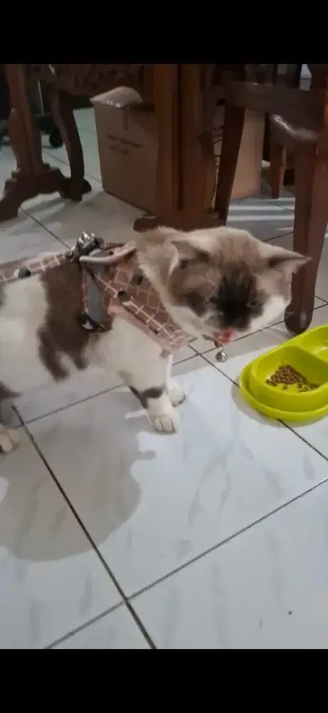 Kucing BSH Cinnamon/bicolor jantan