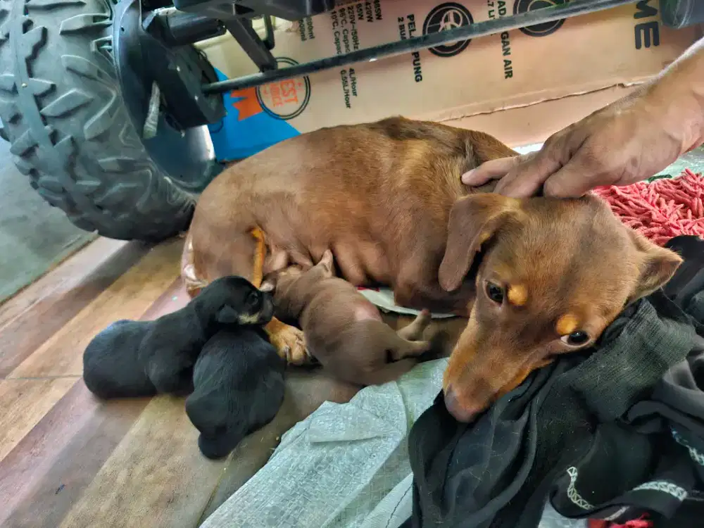 Baby mix tekel shitsu